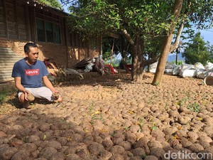 Senyum Petani Wonogiri Panen Cuan gegara Harga Porang Kembali Bersinar