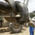 Geger Anakonda Raksasa 400 Kg Ditemukan di Brasil, Cek Faktanya