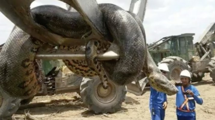 Anaconda raksasa seberat 400kg ditemukan di lokasi bangunan Brasil. (Tangkapan Layar Youtube Alexandre Flores)