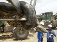 Geger Anakonda Raksasa 400 Kg Ditemukan di Brasil, Cek Faktanya