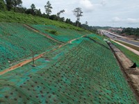 WIKA Sediakan Lahan di Jalan Tol IKN buat Ditanami Pohon Endemik Jawa
