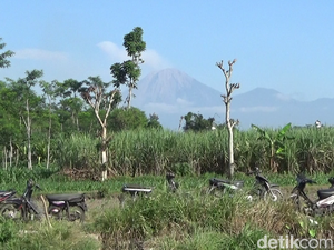 Gunung Semeru Erupsi Luncurkan Guguran Abu Vulkanik Setinggi 600 Meter