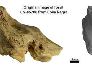 Ternyata Ini Kasus Pertama Down Syndrome pada Manusia Purba Neanderthal