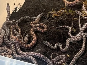 Bikin Kaget! Dikira Jantan, Ular Ini Lahirkan 14 Anakan dan... Tanpa Pasangan