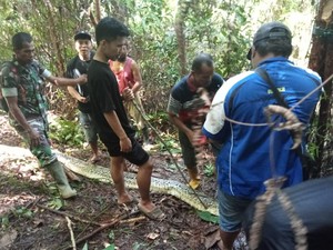 Kata Pakar soal Bagaimana Piton Bunuh Manusia dan Telan Utuh-utuh