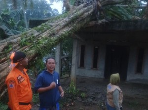 Angin Kencang di Ciawi Bogor, 2 Pohon Tumbang Timpa 1 Rumah Warga