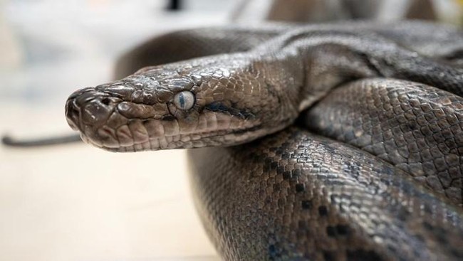 Penemuan Ular Terbang di Dekat RI Ungkap Fakta Dunia Baru