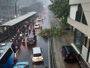 Hujan Deras di Jakarta, Pohon Tumbang Halangi Busway di Halte Cikoko