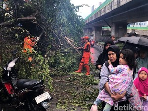 Penampakan Pohon Tumbang-Banjir di Jakarta Seusai Hujan Lebat Mengguyur