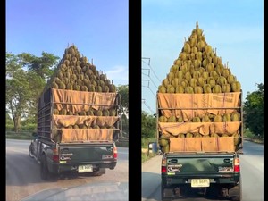 Ngeri! Mobil Pick Up Ini Angkut Durian Menggunung Bentuk Piramida