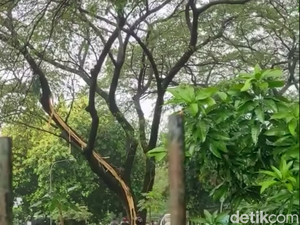 Pohon Besar di Kemang Pratama Bekasi Tersambar Petir sampai Kulit Terkelupas