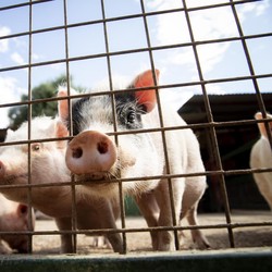 Produk Bersertifikat Halal Ternyata Mengandung Babi, Kok Bisa?