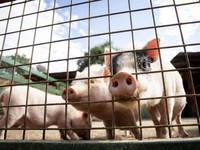 Produk Bersertifikat Halal Ternyata Mengandung Babi, Kok Bisa?