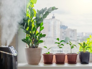 Udara Lembap di Musim Hujan, Jangan Sembarangan Gunakan Humidifier di Rumah!