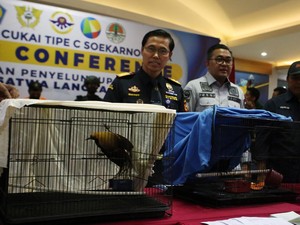 Penampakan Cenderawasih yang Diselundupkan Aktor Bollywood Raama Mehra
