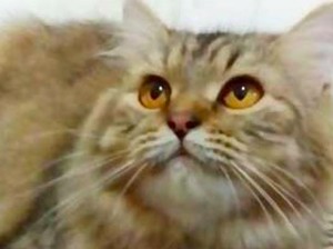 Perkenalkan Kucing Persia Medium, Hasil Mix dengan Kucing Lokal