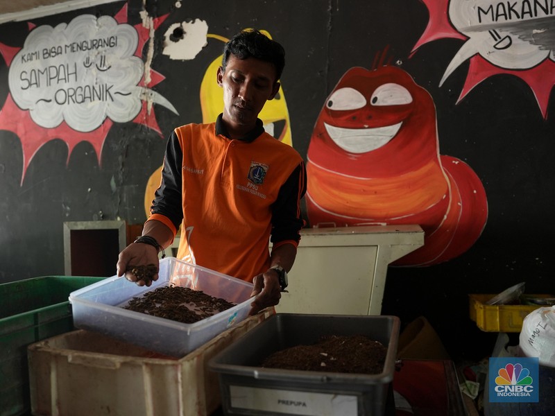 Petugas PPSU memperlihatkan ulat Maggot atau larva lalat BSF yang dibudidayakan di Kelurahan Pasar Minggu, Jakarta Selatan, Jumat (05/7/2024). Petugas PPSU memperlihatkan ulat Maggot atau larva lalat BSF yang dibudidayakan di Kelurahan Pasar Minggu, Jakarta Selatan, Jumat (05/7/2024). (CNBC Indonesia/Muhammad Sabki)