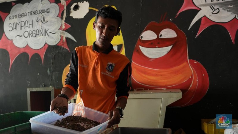 Petugas PPSU memperlihatkan ulat Maggot atau larva lalat BSF yang dibudidayakan di Kelurahan Pasar Minggu, Jakarta Selatan, Jumat (05/7/2024). (CNBC Indonesia/Muhammad Sabki)