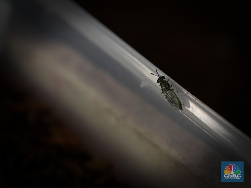 Petugas PPSU memperlihatkan ulat Maggot atau larva lalat BSF yang dibudidayakan di Kelurahan Pasar Minggu, Jakarta Selatan, Jumat (05/7/2024). (CNBC Indonesia/Muhammad Sabki)
