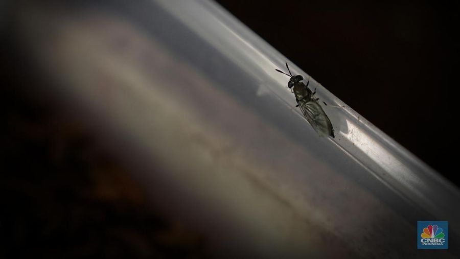 Petugas PPSU memperlihatkan ulat Maggot atau larva lalat BSF yang dibudidayakan di Kelurahan Pasar Minggu, Jakarta Selatan, Jumat (05/7/2024). (CNBC Indonesia/Muhammad Sabki)