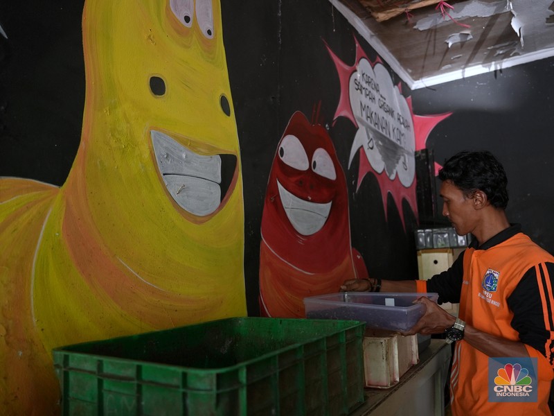 Petugas PPSU memperlihatkan ulat Maggot atau larva lalat BSF yang dibudidayakan di Kelurahan Pasar Minggu, Jakarta Selatan, Jumat (05/7/2024). Petugas PPSU memperlihatkan ulat Maggot atau larva lalat BSF yang dibudidayakan di Kelurahan Pasar Minggu, Jakarta Selatan, Jumat (05/7/2024). (CNBC Indonesia/Muhammad Sabki)