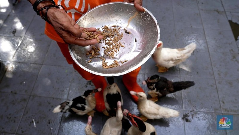 Petugas PPSU memperlihatkan ulat Maggot atau larva lalat BSF yang dibudidayakan di Kelurahan Pasar Minggu, Jakarta Selatan, Jumat (05/7/2024). (CNBC Indonesia/Muhammad Sabki)