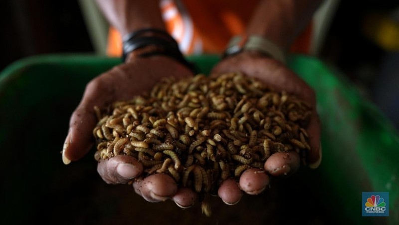 Petugas PPSU memperlihatkan ulat Maggot atau larva lalat BSF yang dibudidayakan di Kelurahan Pasar Minggu, Jakarta Selatan, Jumat (05/7/2024). (CNBC Indonesia/Muhammad Sabki)