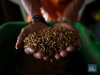 16 Serangga yang Boleh Dimakan di Singapura, Ini Alasan Ilmiahnya