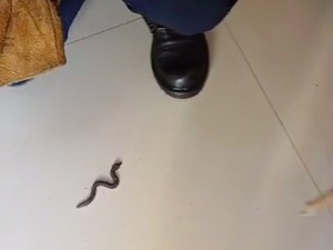 Warga Depok Minta Tolong Damkar karena Mengira Ada Ular, Ternyata Mainan