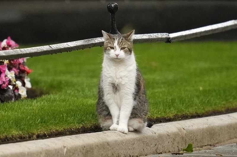 Chief Mouser Larry the cat pauses as he walks around Downing Street in London, Friday, July 5, 2024. Larry who has out lasted 5 Prime Minister and is about to get a new resident of 10 Downing Street, when King Charles III invites the Labour Party leader Keir Starmer to form a government later Friday, after the party's landslide victory in the general election held on July 4. (AP Photo/Kin Cheung)