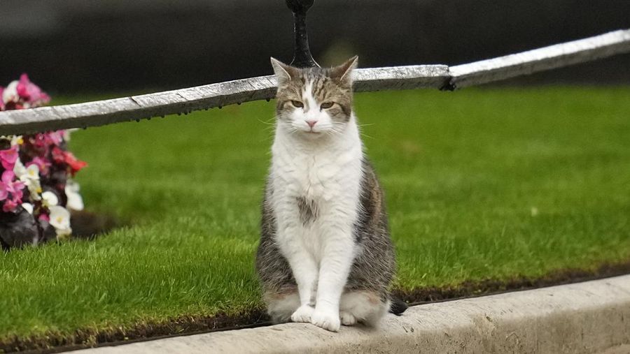 Chief Mouser Larry the cat pauses as he walks around Downing Street in London, Friday, July 5, 2024. Larry who has out lasted 5 Prime Minister and is about to get a new resident of 10 Downing Street, when King Charles III invites the Labour Party leader Keir Starmer to form a government later Friday, after the party's landslide victory in the general election held on July 4. (AP Photo/Kin Cheung)