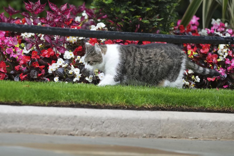 Chief Mouser Larry the cat pauses as he walks around Downing Street in London, Friday, July 5, 2024. Larry who has out lasted 5 Prime Minister and is about to get a new resident of 10 Downing Street, when King Charles III invites the Labour Party leader Keir Starmer to form a government later Friday, after the party's landslide victory in the general election held on July 4. (AP Photo/Kin Cheung)