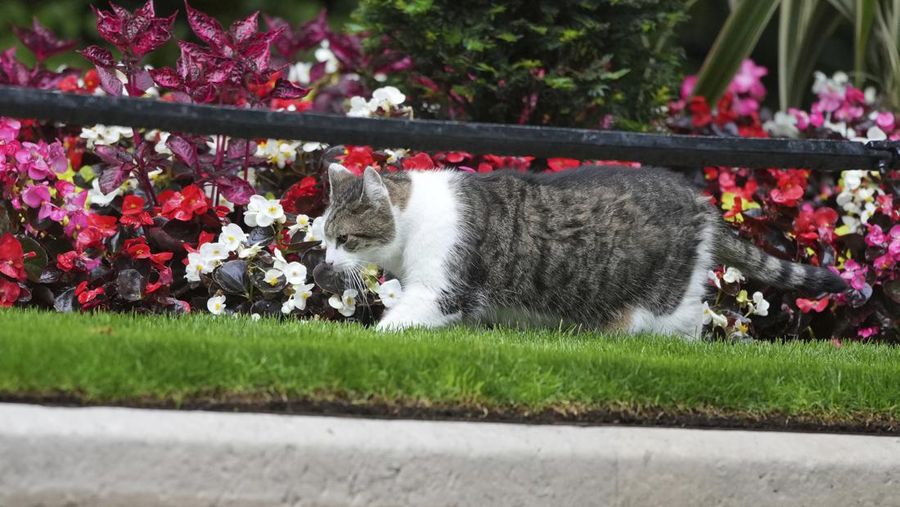 Chief Mouser Larry the cat pauses as he walks around Downing Street in London, Friday, July 5, 2024. Larry who has out lasted 5 Prime Minister and is about to get a new resident of 10 Downing Street, when King Charles III invites the Labour Party leader Keir Starmer to form a government later Friday, after the party's landslide victory in the general election held on July 4. (AP Photo/Kin Cheung)
