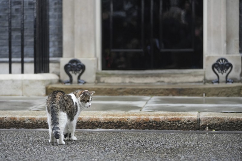 Chief Mouser Larry the cat pauses as he walks around Downing Street in London, Friday, July 5, 2024. Larry who has out lasted 5 Prime Minister and is about to get a new resident of 10 Downing Street, when King Charles III invites the Labour Party leader Keir Starmer to form a government later Friday, after the party's landslide victory in the general election held on July 4. (AP Photo/Kin Cheung)