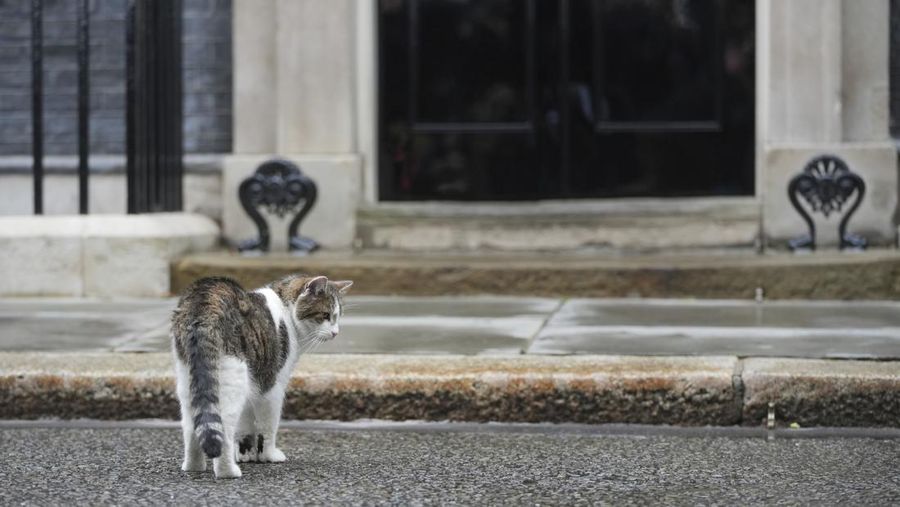 Chief Mouser Larry the cat pauses as he walks around Downing Street in London, Friday, July 5, 2024. Larry who has out lasted 5 Prime Minister and is about to get a new resident of 10 Downing Street, when King Charles III invites the Labour Party leader Keir Starmer to form a government later Friday, after the party's landslide victory in the general election held on July 4. (AP Photo/Kin Cheung)