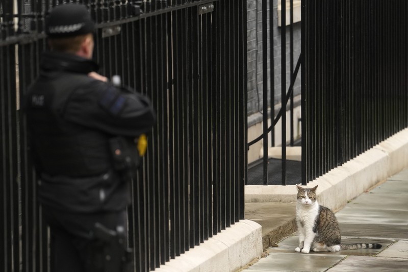 Chief Mouser Larry the cat pauses as he walks around Downing Street in London, Friday, July 5, 2024. Larry who has out lasted 5 Prime Minister and is about to get a new resident of 10 Downing Street, when King Charles III invites the Labour Party leader Keir Starmer to form a government later Friday, after the party's landslide victory in the general election held on July 4. (AP Photo/Kin Cheung)