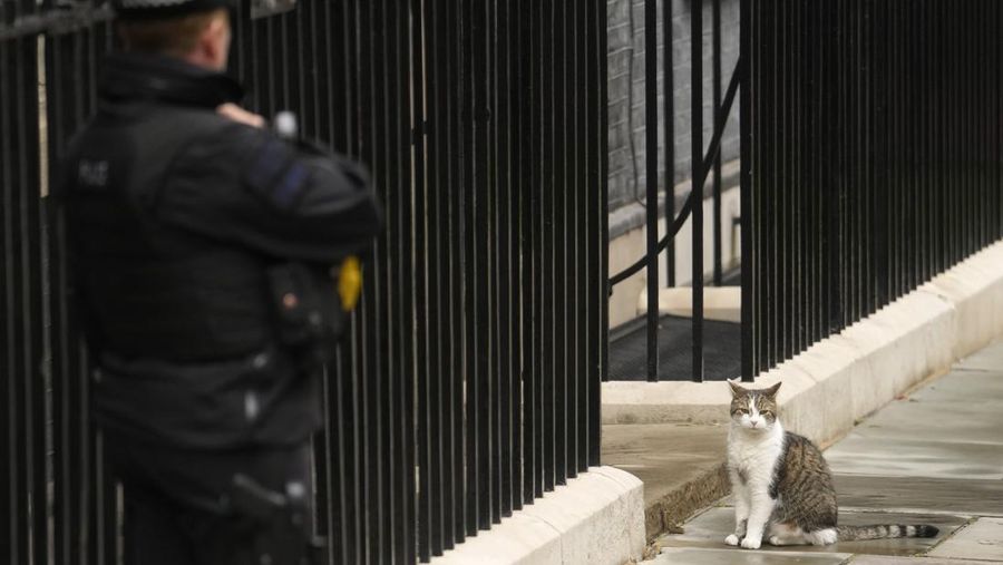 Chief Mouser Larry the cat pauses as he walks around Downing Street in London, Friday, July 5, 2024. Larry who has out lasted 5 Prime Minister and is about to get a new resident of 10 Downing Street, when King Charles III invites the Labour Party leader Keir Starmer to form a government later Friday, after the party's landslide victory in the general election held on July 4. (AP Photo/Kin Cheung)