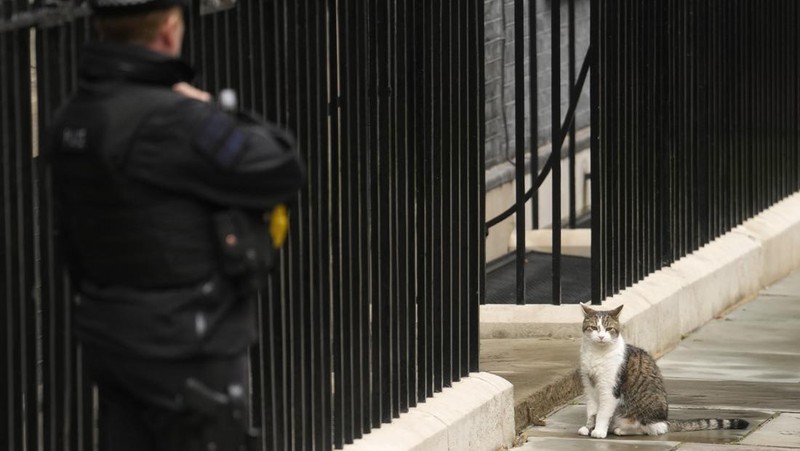 Chief Mouser Larry the cat pauses as he walks around Downing Street in London, Friday, July 5, 2024. Larry who has out lasted 5 Prime Minister and is about to get a new resident of 10 Downing Street, when King Charles III invites the Labour Party leader Keir Starmer to form a government later Friday, after the party's landslide victory in the general election held on July 4. (AP Photo/Kin Cheung)