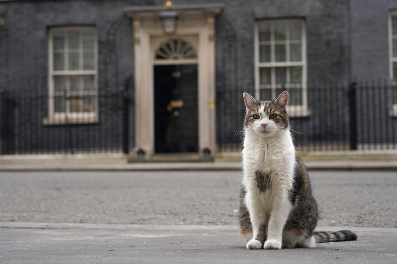 Chief Mouser Larry the cat pauses as he walks around Downing Street in London, Friday, July 5, 2024. Larry who has out lasted 5 Prime Minister and is about to get a new resident of 10 Downing Street, when King Charles III invites the Labour Party leader Keir Starmer to form a government later Friday, after the party's landslide victory in the general election held on July 4. (AP Photo/Kin Cheung)