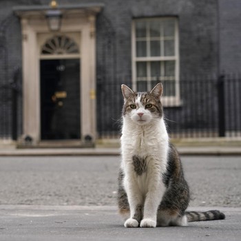 Gemas, Potret Kucing Larry Sambut Perdana Menteri Baru Inggris