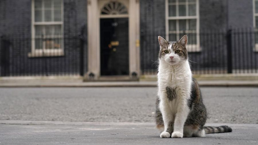 Chief Mouser Larry the cat pauses as he walks around Downing Street in London, Friday, July 5, 2024. Larry who has out lasted 5 Prime Minister and is about to get a new resident of 10 Downing Street, when King Charles III invites the Labour Party leader Keir Starmer to form a government later Friday, after the party's landslide victory in the general election held on July 4. (AP Photo/Kin Cheung)