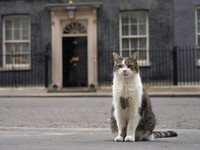 Gemas, Potret Kucing Larry Sambut Perdana Menteri Baru Inggris