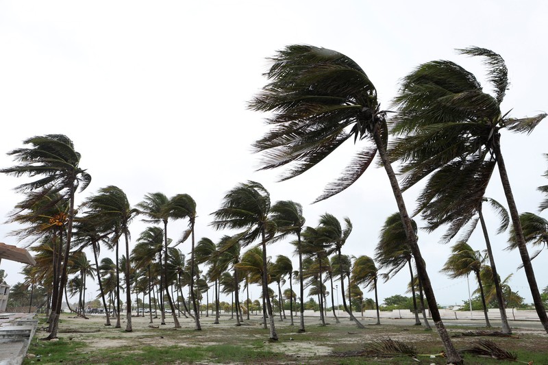STORM-BERYL/MEXICO Palm trees sway as Tropical Storm Beryl advances, in Progreso, Mexico, July 5, 2024. REUTERS/Lorenzo Hernandez