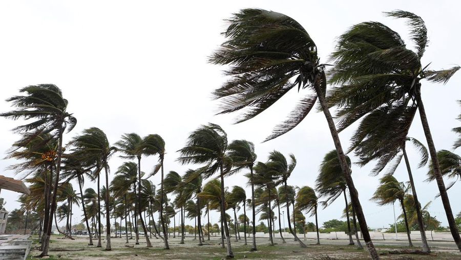 Palm trees sway as Tropical Storm Beryl advances, in Progreso, Mexico, July 5, 2024. REUTERS/Lorenzo Hernandez