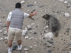 Turis Nyebelin, Dekati-Provokasi Anjing Laut Lalu Melemparinya dengan Batu