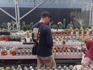 Festival Flona 2024, Rekomendasi Tempat Terbaik Pecinta Tanaman