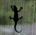 6 Cara Ampuh Mengusir Cicak dari Rumah, Bisa Dicoba