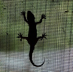 6 Cara Efektif Mengusir Cicak dari Rumah
