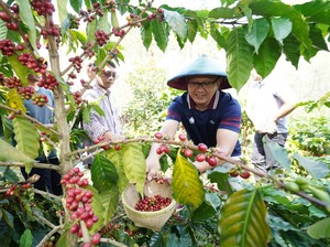 Kopi Arabica Khas Desa Bulukerto Jadi Andalan Warga Kota Batu