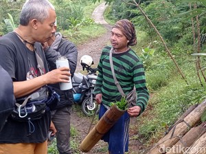 Pasrah Perajin Gula di Tasik gegara Serangan Liar Monyet